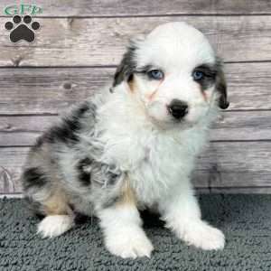 Hendrix, Mini Aussiedoodle Puppy